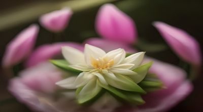 三个不同品种的菊花蕾茶汤并排放置在白色大理石台面上，颜色从浅黄到深金各不相同，用于品种对比测评，画面清晰专业